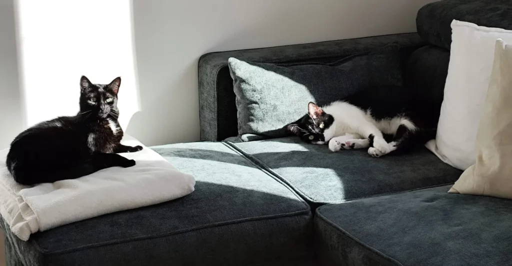 chats maison flo